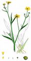 Lesser Spearwort - Ranunculus flammula L.
