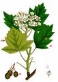 Wild Service-Tree - Sorbus torminalis (L.) Crantz