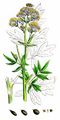 Common Meadow-Rue - Thalictrum flavum L.