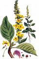 Dark Mullein - Verbascum nigrum L.