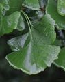 Ginkgo biloba (Ginkgo) - Blatt