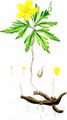 Yellow Anemone - Anemone ranunculoides L.