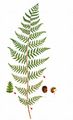 Alpine Lady-Fern - Athyrium distentifolium Opiz
