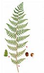 Gebirgs-Frauenfarn - Athyrium distentifolium Opiz 