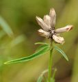 Northern Dragonhead - Dracocephalum ruyschiana L.