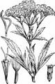 Gewöhnlicher Wasserdost - Eupatorium cannabinum L.