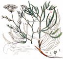 Longleaf - Falcaria vulgaris Bernh.