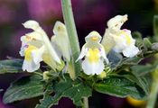 Gelber Hohlzahn - Galeopsis segetum Neck.