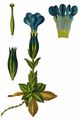 Frühlings-Enzian - Gentiana verna L.