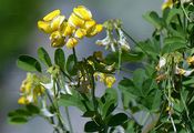 Scorpion Senna - Hippocrepis emerus (L.) Lassen