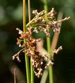 Flatter-Binse - Juncus effusus L.