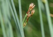 Blaugrüne Binse - Juncus inflexus L.