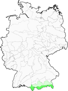 Agrostis alpina