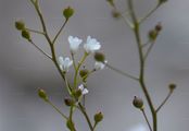 Felsen-Kugelschötchen - Kernera saxatilis (L.) Sweet