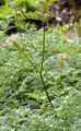 Alpen-Mutterwurz - Ligusticum mutellina (L.) Crantz