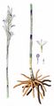 Violetter Dingel - Limodorum abortivum (L.) Sw.