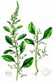 Many-Seeded Goosefoot - Lipandra polysperma (L.) S. Fuentes & al.