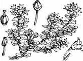 Alpenazalee - Loiseleuria procumbens (L.) Desv.