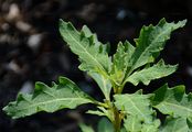 Oak-Leaved Goosefoot - Oxybasis glauca (L.) S. Fuentes & al.
