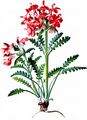 Quirlblättriges Läusekraut - Pedicularis verticillata L.