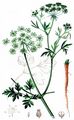Garden Parsley - Petroselinum crispum (Mill.) Fuss