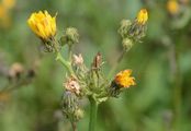 Hawkweed Oxtongue - Picris hieracioides L.