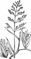 Rough Meadow-Grass - Poa trivialis L.