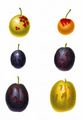 Wild Plum - Prunus domestica L.