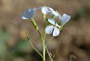 Acker-Rettich - Raphanus raphanistrum L.