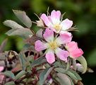 Red-Leaved Rose - Rosa glauca Pourr.