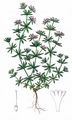 Field Madder - Sherardia arvensis L.