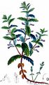 Water Germander - Teucrium scordium L.