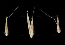 Pyrenäen-Straußgras - Agrostis schleicheri Jord. & Verl. 