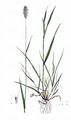 Meadow Foxtail - Alopecurus pratensis L.
