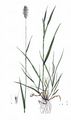 Wiesen-Fuchsschwanzgras - Alopecurus pratensis L.