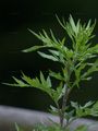 Chinese Mugwort - Artemisia verlotiorum Lamotte