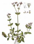 Quellen-Hornkraut - Cerastium fontanum Baumg. 
