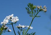 Coriander - Coriandrum sativum L.