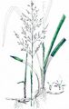 Reed Sweet-Grass - Glyceria maxima (Hartm.) Holmb.