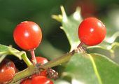 Holly - Ilex aquifolium L.