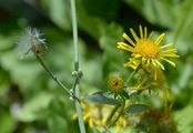 Meadow Fleabane - Inula britannica L.