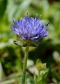 Shepherd's Scabious - Jasione laevis Lam.