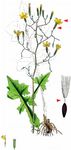 Mauerlattich - Lactuca muralis (L.) Gaertn. 