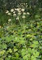 Breitblättriges Laserkraut - Laserpitium latifolium L.