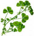 Spotted Medick - Medicago arabica (L.) Huds.