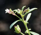 Small Toadflax - Microrrhinum minus (L.) Fourr.