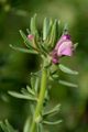 Weasel's-Snout - Misopates orontium (L.) Raf.