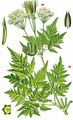 Sweet Cicely - Myrrhis odorata (L.) Scop.