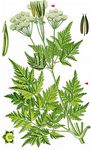 Süßdolde - Myrrhis odorata (L.) Scop. 