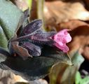 Lungwort - Pulmonaria officinalis L.